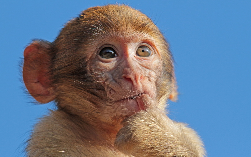 monkey, 1080P, macaque