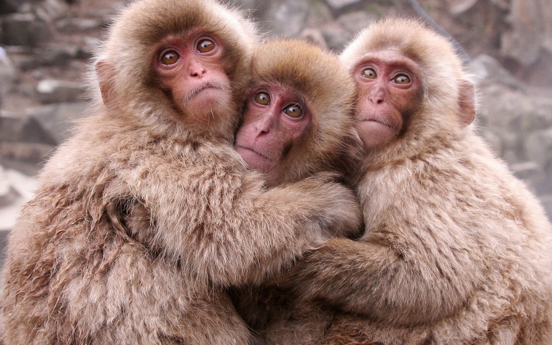 looking at camera, close-up, group of animals, animal, three, monkey, togetherness, mammal, no People, wildlife, vertebrate, sitting, outdoors, hair, 1080P