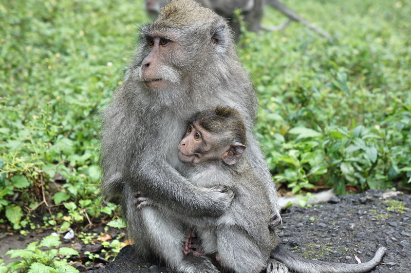 love, group of animals, bali, vertebrate, sitting, outdoors, two animals, land, looking, animals in the wild, monkey cub, 4K, young animal, mammal, baboon