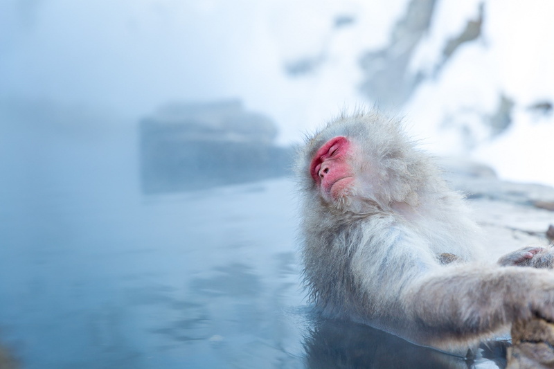 animal, animal wildlife, red, primate, water, animals in the wild, one animal, vertebrate, day, animal themes, hot spring, mammal, 1080P, nature, no people