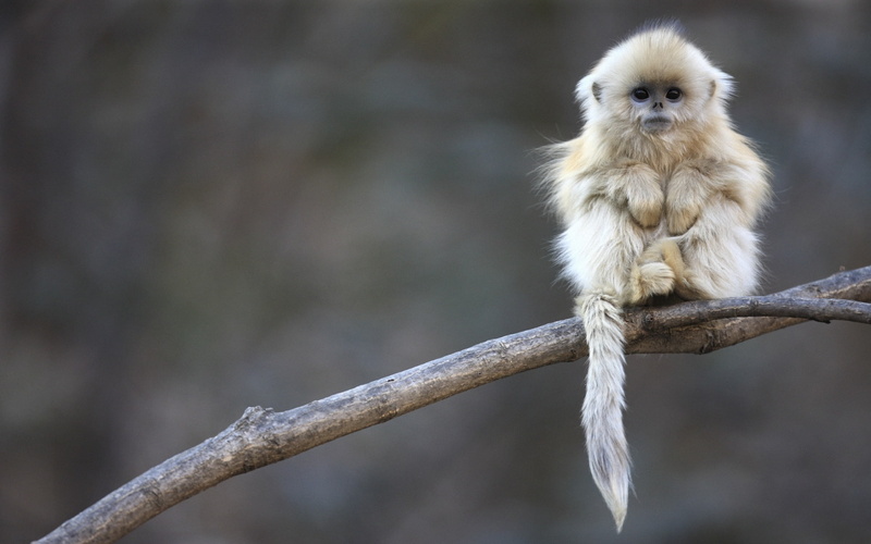 Macaque, 1080P, Cute, Shaggy