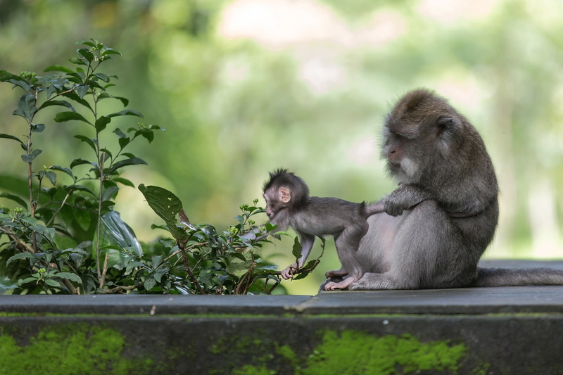 macaques, 1080P, monkey, mom, cub, where