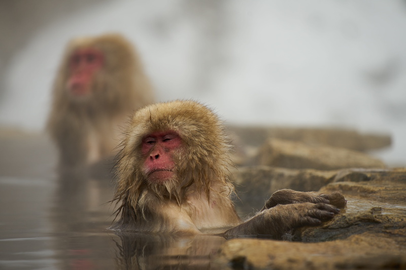 wild animals, group of animals, animal family, hair, 5K, portrait, no people, animal wildlife, animals in the wild, mammal, togetherness, care, japanese macaque
