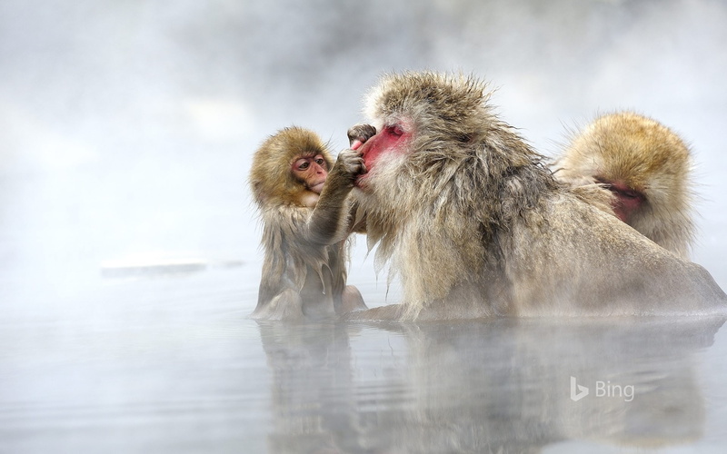 wild, two animals, monkey, prefecture, winter, young animal, hot spring, japanese macaque, animal, animals in the wild, vertebrate, group of animals, jigokudani