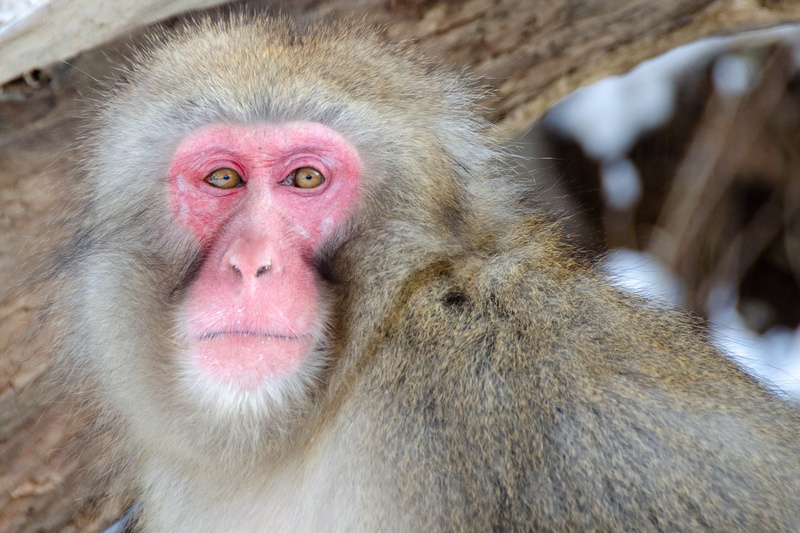 looking at camera, animal, 2K, snow monkey, snow, monkey, close-up, gaze, stare, japanese macaque, wildlife, portrait, looking, animals in the wild, no people