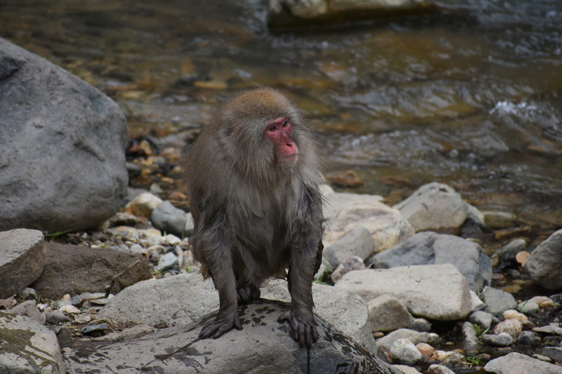 nature, day, water, river, 5K, mammal, solid, baby japanese macaque eating leaves, animal themes, rock, japan, rock - object, animal, outdoors, no people
