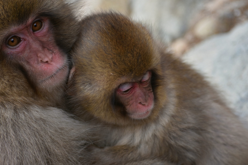 no people, vertebrate, two animals, seasonal, close-up, group of animals, japanese macaque, animal hair, baby, baby japanese macaque eating leaves, parent child