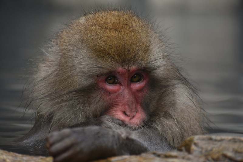 monkey, animal, hokushin state, winter, vertebrate, 5K, beauty, wild animal, no people, natural, selective focus, hot springs, attractions, animal head