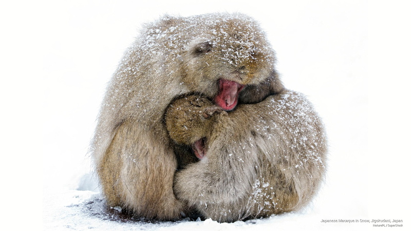 japanese, snow, 2K, Animals, japan, jigokudani, macaque