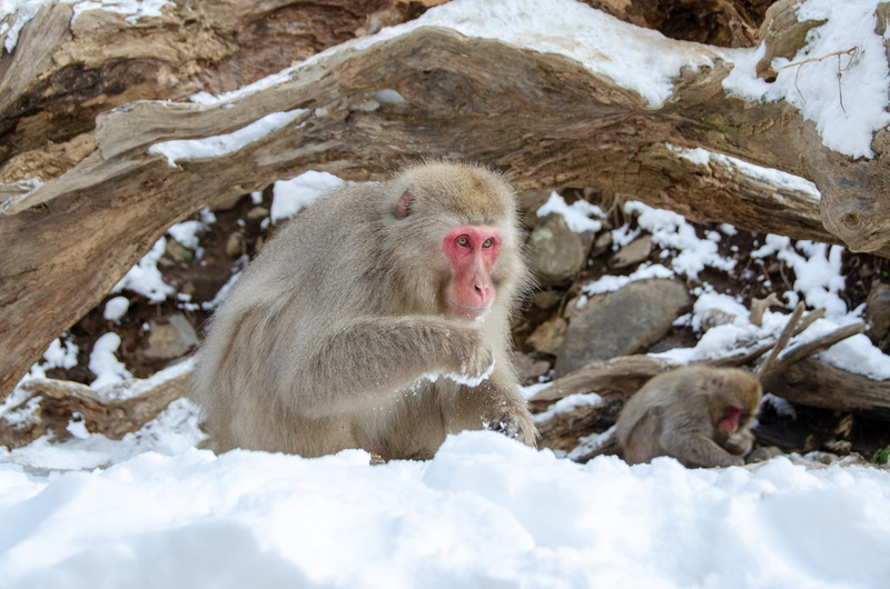 snowcapped mountain, snow, 4K, nature, winter, japanese macaque, day, snow monkey, mammal, wildlife, group of animals, no people, white color, cold temperature
