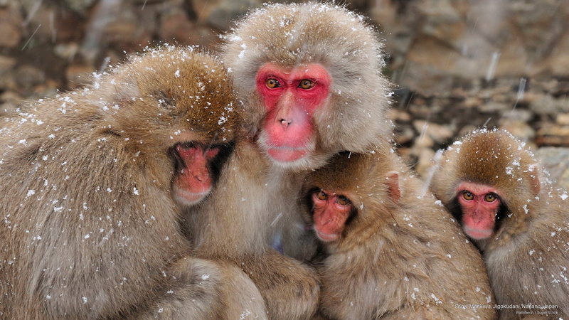 snow, nagano, japan, monkeys, 2K, Animals, jigokudani