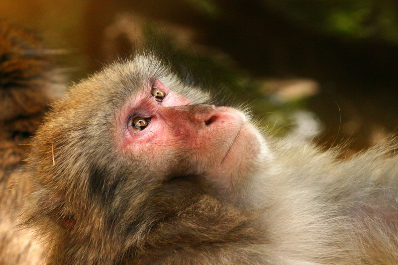 photography, animal hair, animal wildlife, japanese Macaque, animal, animals In The Wild, half profile, nagano Prefecture, macaque, mammal, animal body part