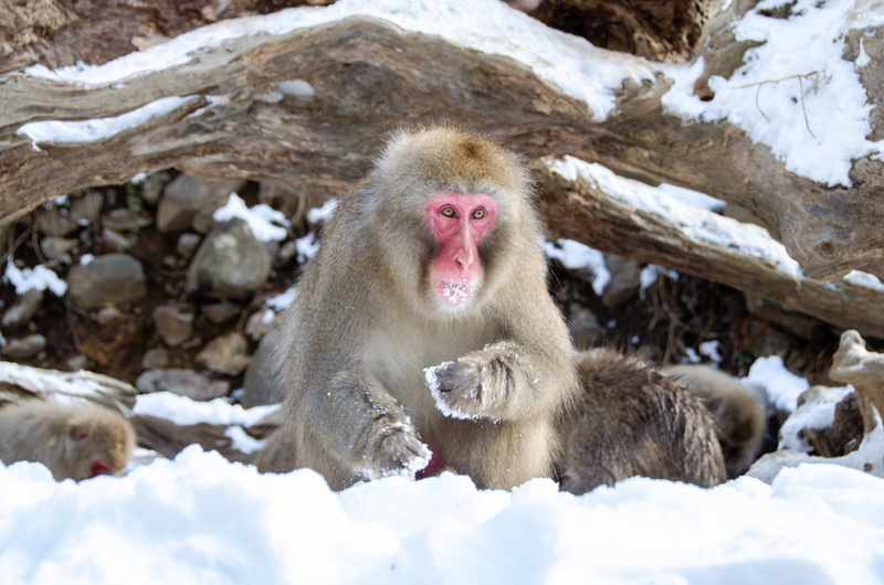 japanese macaque, animal family, jigokudani snow monkey park, vertebrate, snow monkey, winter, animal, animals in the wild, group of animals, cold temperature