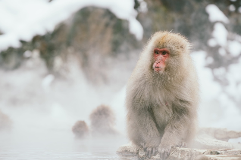 hair, one animal, animals In The Wild, wildlife, srface, winter, water, Baboon, outdoors, monkey, icy, animal themes, hot Spring, jigokudani, vertebrate