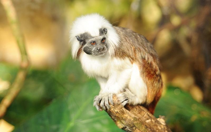 young Animal, white hair, vertebrate, asia, nature, 1080P, no people, day, white, ape, branch, wildlife, outdoors, primate, lemur, twigs, rainforest, forest