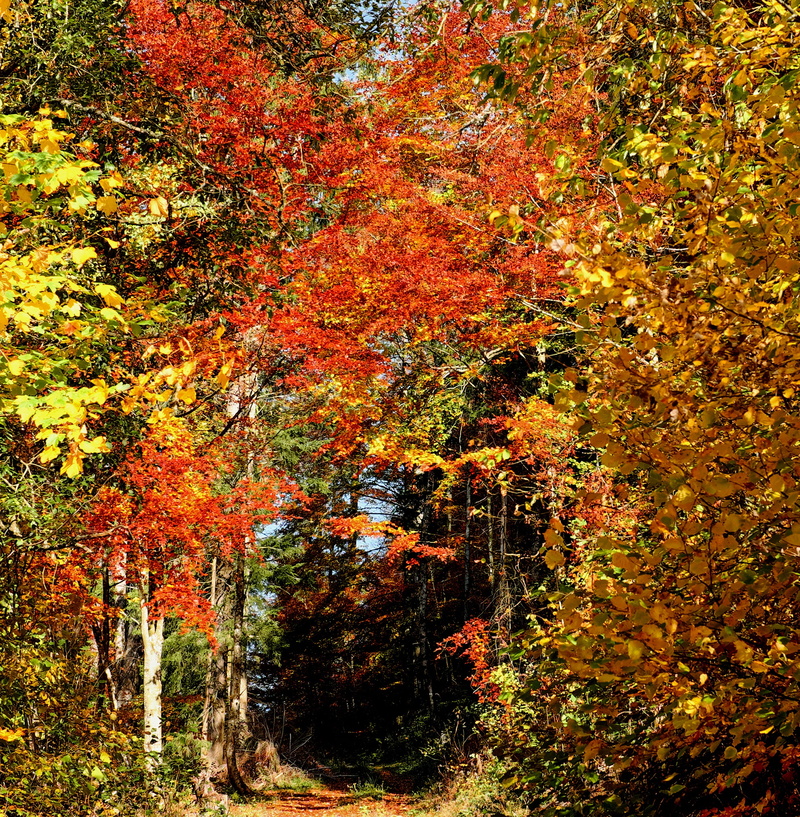 forest path, growth, time of year, sunlight, incidence of light, outdoors, plant, black forest, autumn collection, autumn mood, fall, color, fall foliage