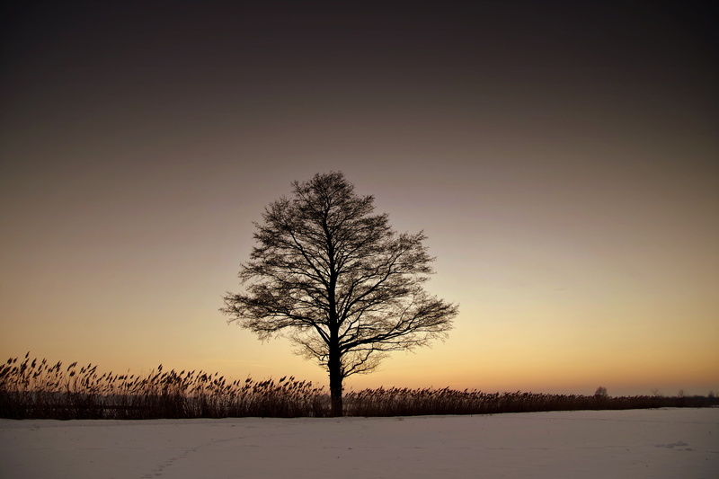 nature, lonely, glow, no people, sky, tree, environment, scenics, cold temperature, cold, tranquility, quiet, beauty in nature, peace of mind, land, west