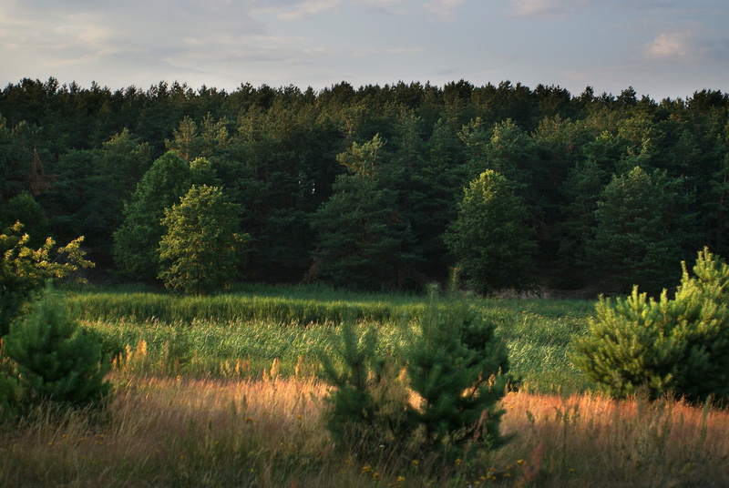 tranquility, pine woodland, day, meadow, green, field, nature, mood, herbs, grass, forest, quiet, plant, tranquil scene, landscape, coniferous tree, west