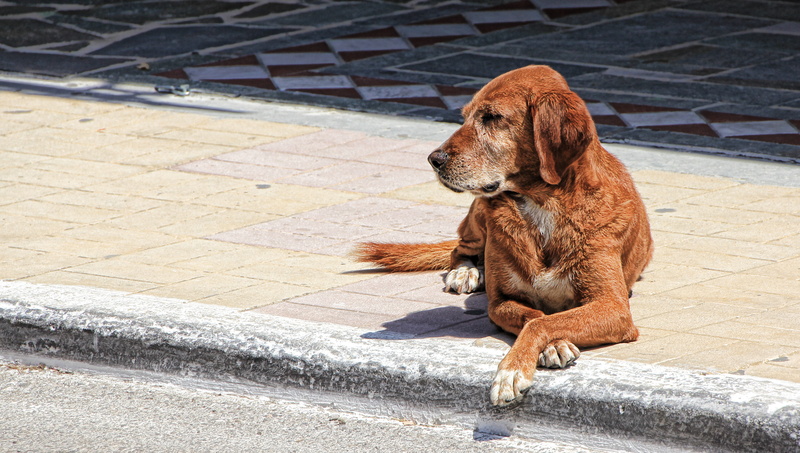 animal, Quiet, concerns, wait, mammal, no people, paving stone, sitting, dog, Guards, vertebrate, outdoors, looking, looking away, attention, day, brown