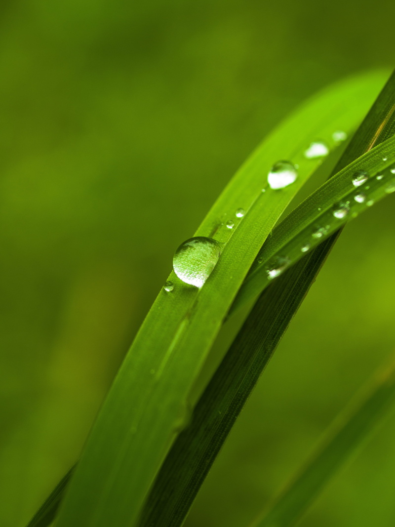 rain, peace of mind, meditation, zen, breathes, a drop of, on the outside of the, plant, garden, spring, nature, blade of grass, growth, close-up, green color
