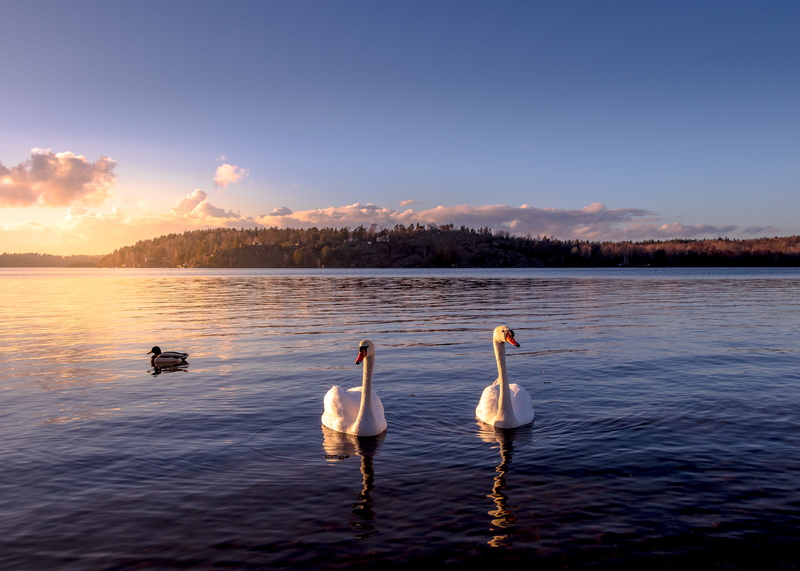 natural, clouds, group of animals, sunset, landscape, animal, lake, swans, no people, sweden, scenics - nature, animal wildlife, floating on water, beauty in nature