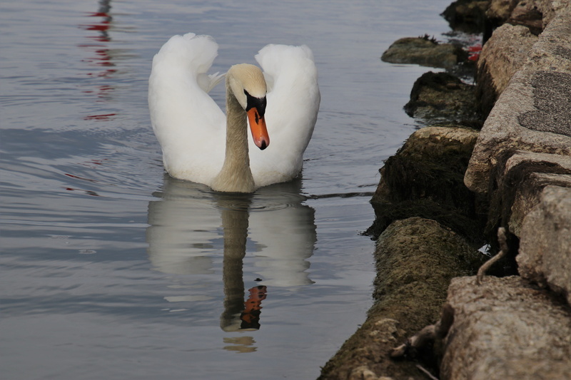 zoology, no people, quiet, water, 5K, the environment, natural, light, peace of mind, reflection, pen, wing, bird, water bird, beak, animal wildlife, one animal