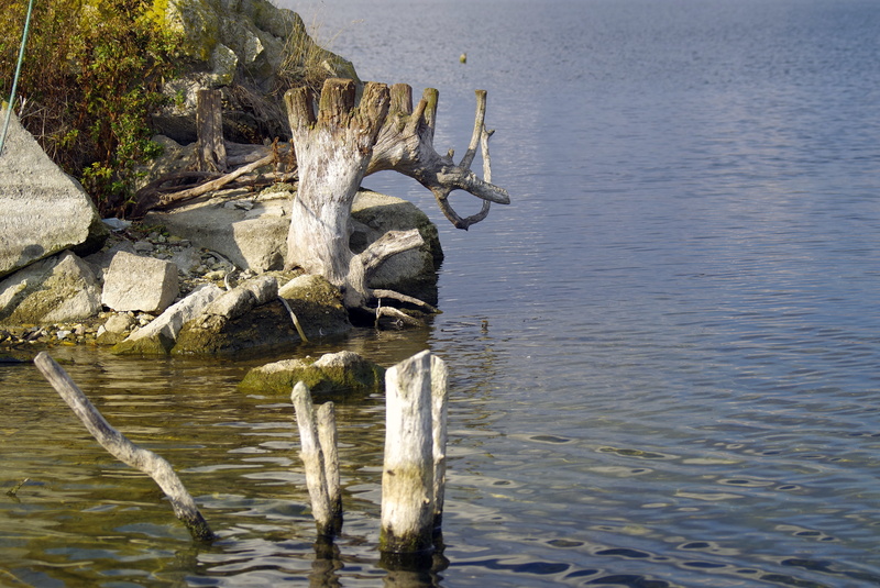 old age, pond, wood - material, dry trunk, trunk, driftwood, romantic, beauty in nature, waterfront, water, tree, peace of mind, wood, sunlight, dead plant