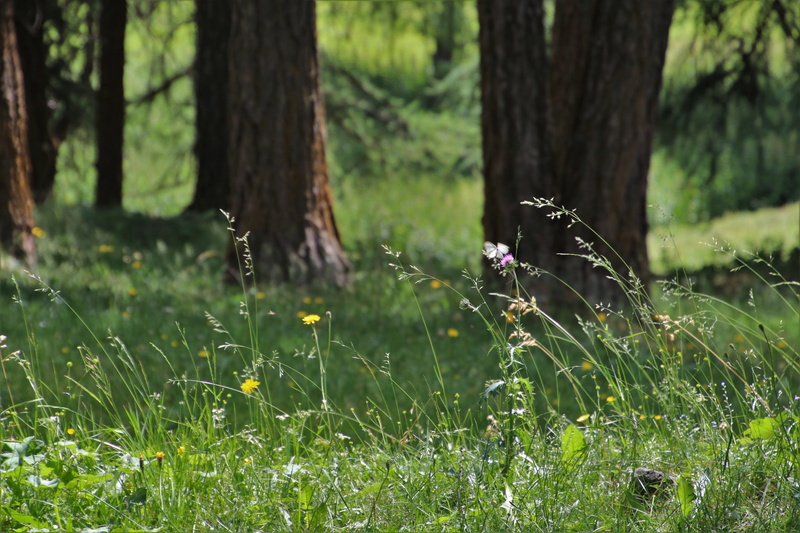 peace of mind, the idyll, pasture land, forest, trunk, in the forest, satellite tv, outdoors, meadows, focus on foreground, flower, relax, hiking, underfoot