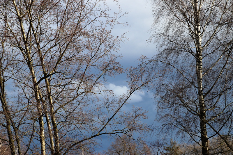 in the morning, figure, morning, nature, landscape, hanging, thin, the silence, tranquility, growth, branches, branch, quiet, cloud - sky, outdoors, trunk