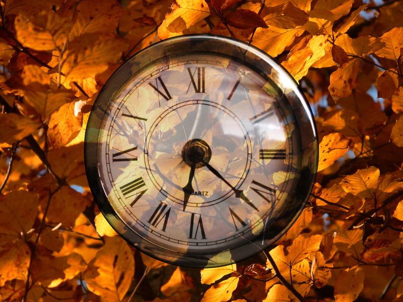 surrounded, golden autumn, autumn forest, pocket watch, circle, day, black, framed, fall foliage, bright, beech, change, maple leaf, leaf, leaves, time