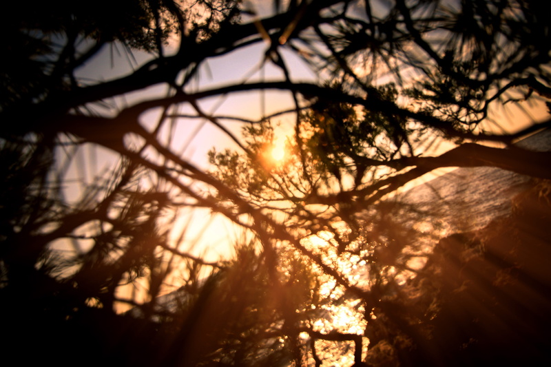 croatia, memory, branch, beauty in nature, background, vintage, sky, orange, pine, light, pine forest, sea, nature, 5K, sunrise, branches, tree, lens flare