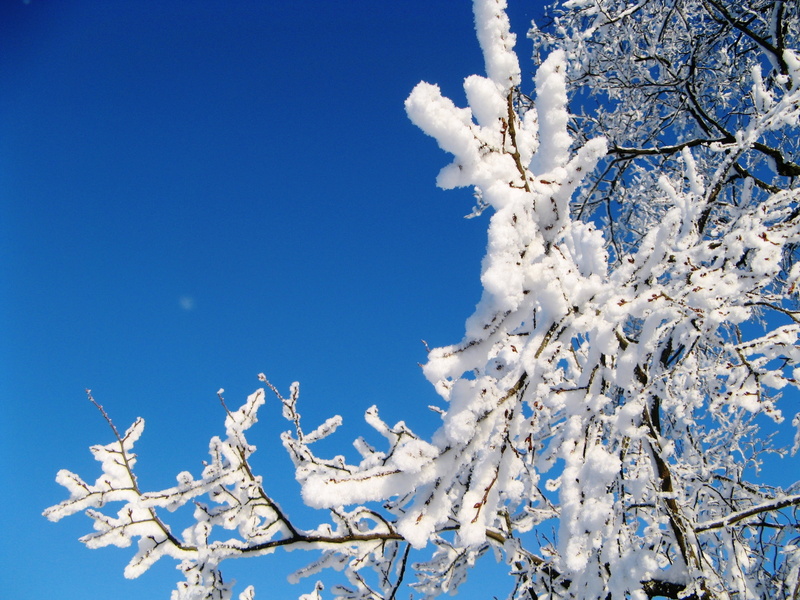 winter, tree, coldly, tranquility, white color, village, plant, pine tree, outdoors, white, no people, cold - Temperature, russian winter, clear sky, russia