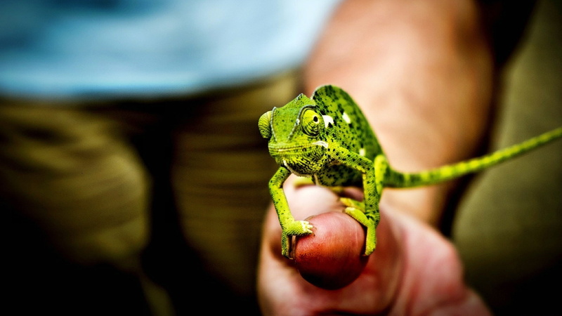 1080P, Little, Green, Fingers, Chameleon, Hand