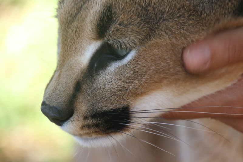 animal head, one animal, caracul, vertebrate, profile view, curiosity, mammal, human hand, pet, hand, close, pet owner, dangerous, real people, animal nose