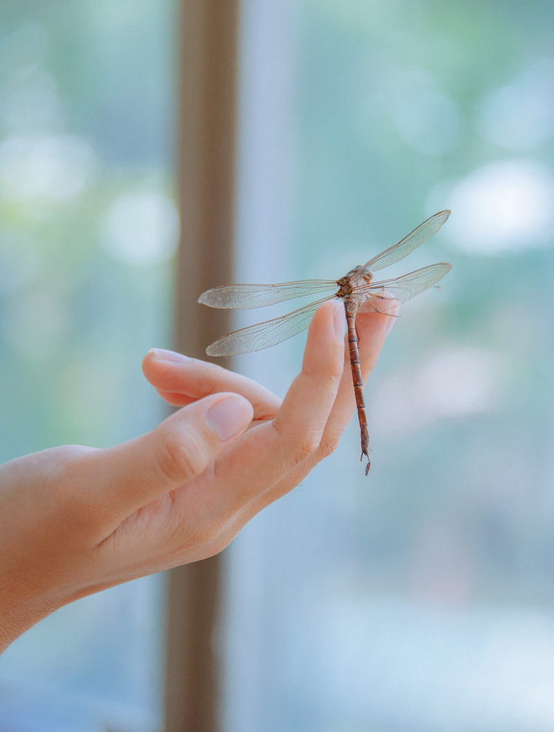 day, glass, 2K, insect, human finger, nail, dragonfly, blur, closeup, finger, body part, light, outdoors, hand, fingers, photography, real people, sun