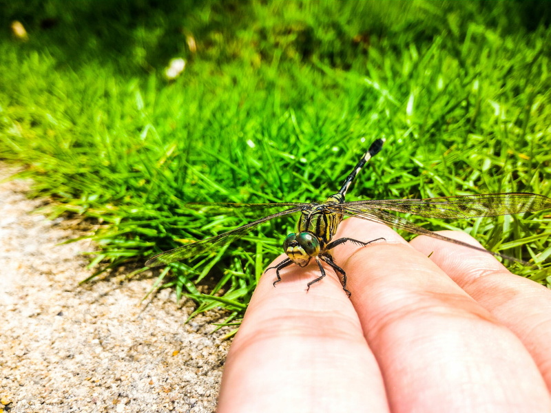 insect, macro, dragonfly, one animal, small, wings, depth of field, wild, hand, garden, animal wildlife, outdoors, human hand, 1080P, animal themes, lawn