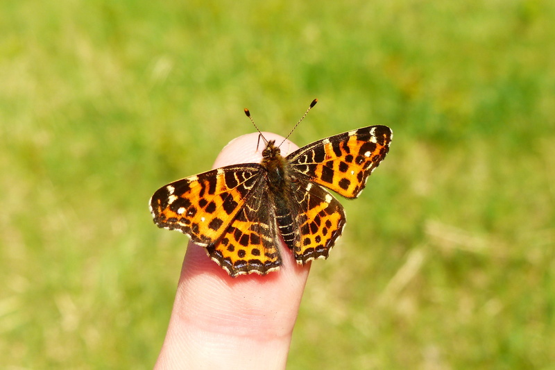 spring, animal wildlife, close-up, insect, one animal, holding, sit, a little, animal themes, human hand, finger, human body part, 2K, focus on foreground