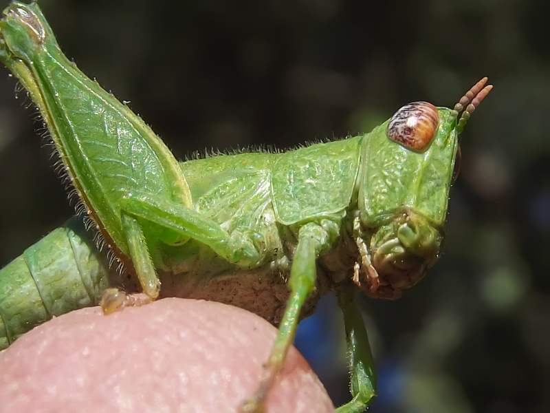 finger, little, bug, hopper, outdoors, animal body part, nature, one animal, outdoor, plant part, 2K, green, animal wildlife, creature, resting, macro
