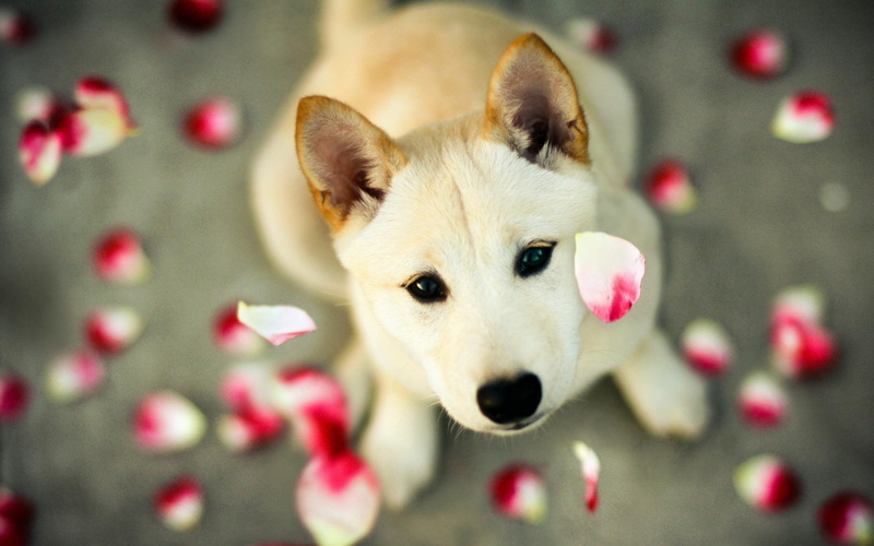 the view, romantic, 2K, roses, pet, animals, the petals, love, pink
