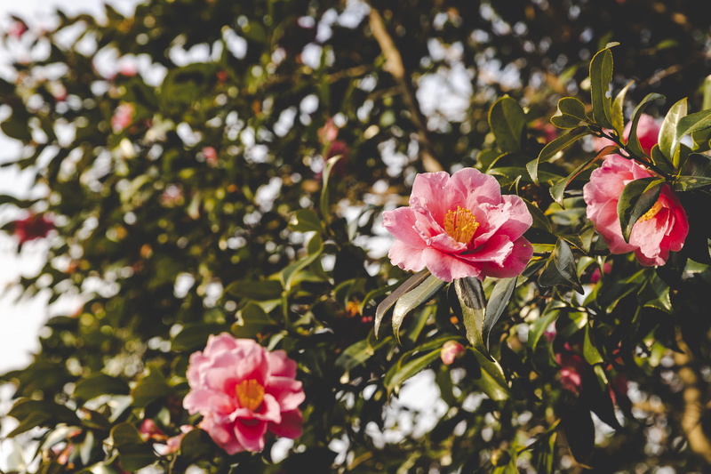blue, close-up, blossom, tree, focus on foreground, island, night view, freshness, cherry blossom, photo, vulnerability, peony, flower, horse, day, jeju