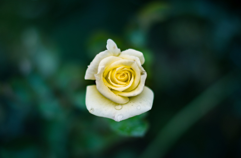 blur, 5K, growth, dew, close-up, rose - flower, color, blooming, no people, petal, inflorescence, flora, plant, outdoors, leaf, flower head, drops of water