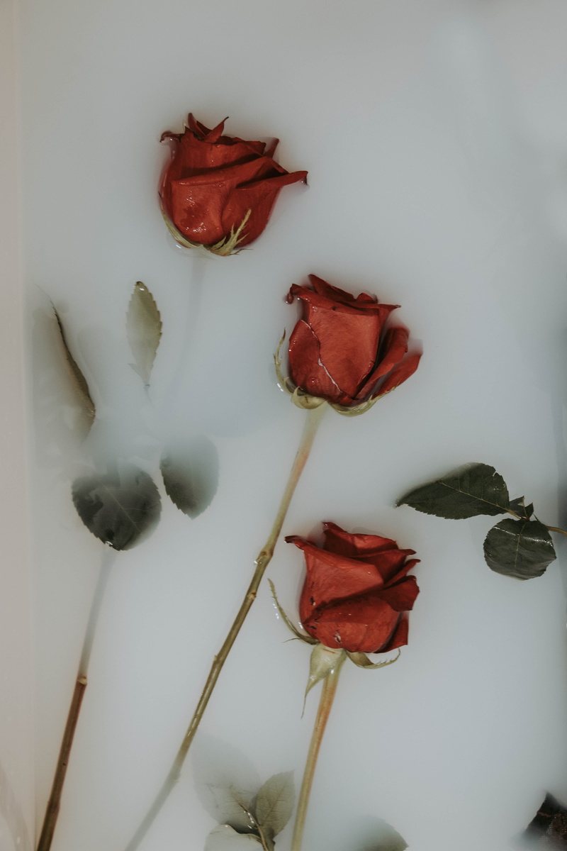 beautiful, flower, directly above, meal, red, plate, close-up, petal, blossom, three, flowers, freshness, milk, dish, white background, roses, fragility