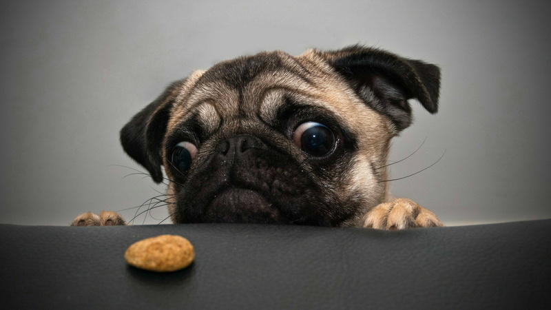 crazy, 1080P, pug