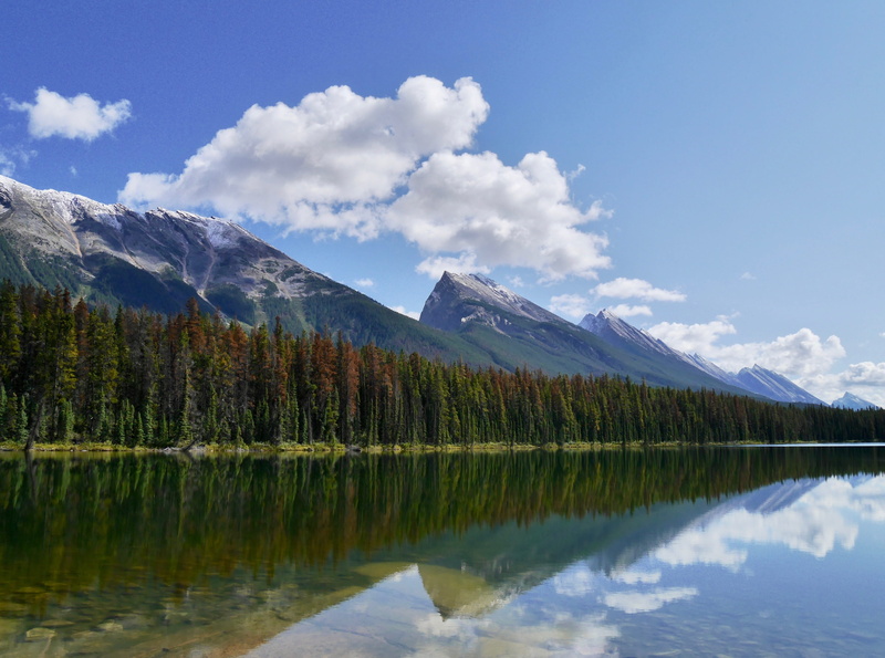 national park, pine tree, 4K, snowcapped mountain, nature, idyllic, mountains, tranquility, canada, no people, waterfront, outdoors, cloud - sky, jasper