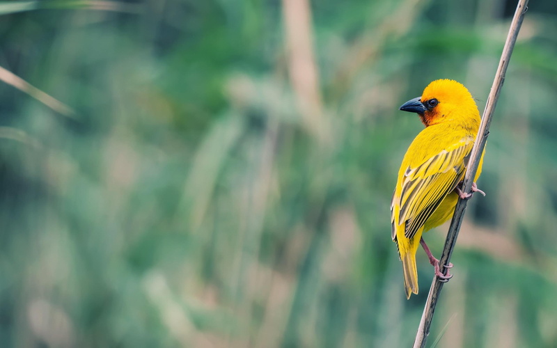 animals, 2K, feathered, bird, yellow, 2560x1600, small