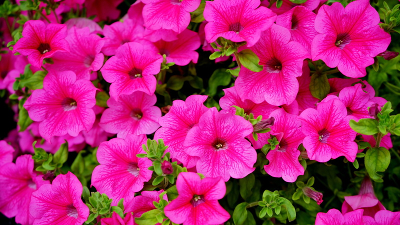 4K, hot, petal, outdoors, flower, springtime, pink, focus on foreground, plant part, pink color, beauty in nature, petunia, no people, day, bunch of flowers