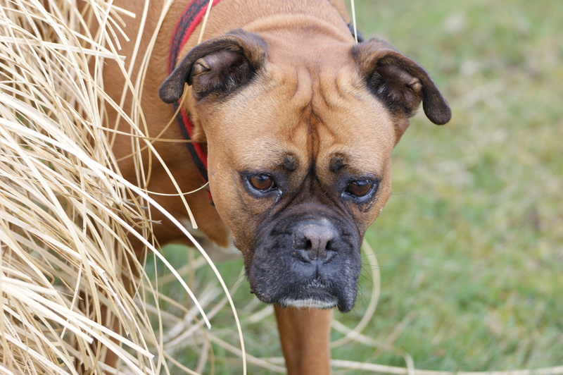 ears, animal body part, canine, close-up, snout, composition, fold, focus on foreground, vertebrate, no people, animal, domestic animals, pet, view, mammal