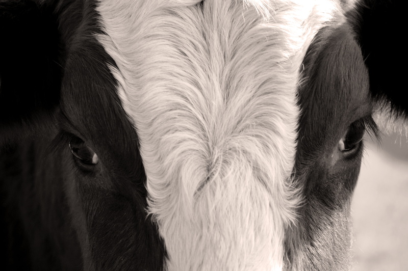 head, domestic animals, eyes, cow, beef, animal themes, 5K, animal hair, domestic, animal body part, hair, no people, animal, pallor, animal eye, one animal