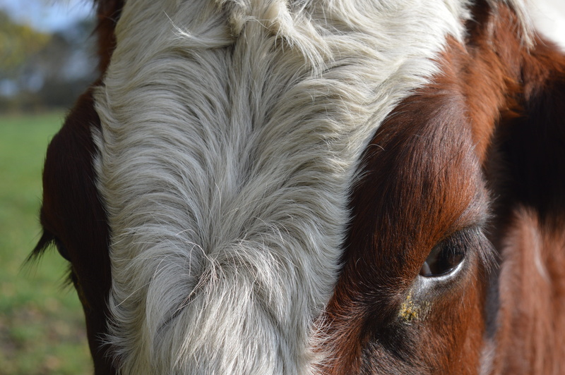 herbivorous, focus on foreground, animal, one animal, horse, cow, day, pets, mammal, no people, animal body part, vertebrate, close-up, animal hair, livestock