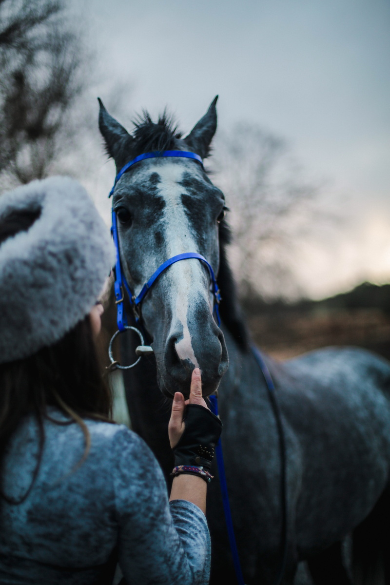 l, animal body part, grey horse, horse, mammal, outdoors, domestic, portrait, hand, holding, animal wildlife, vertebrate, animal, focus on foreground, working animal